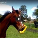 A Horse Plays with a Rubber Chicken