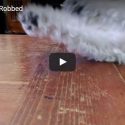 Small Dog Gets Robbed