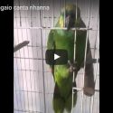 A Parrot Sings Rihanna’s Part in Eminem’s The Monster