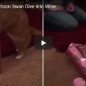 And Now…. A Cat Diving Into Wine Bag